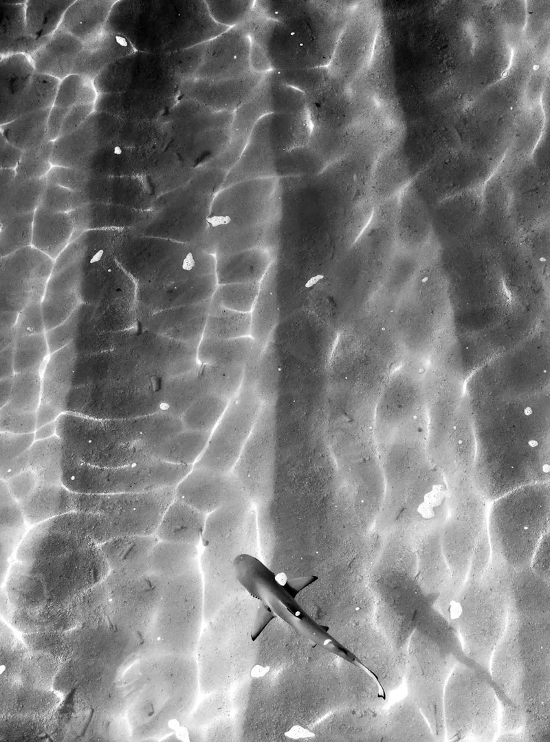 Tiny Warrior - Image 2