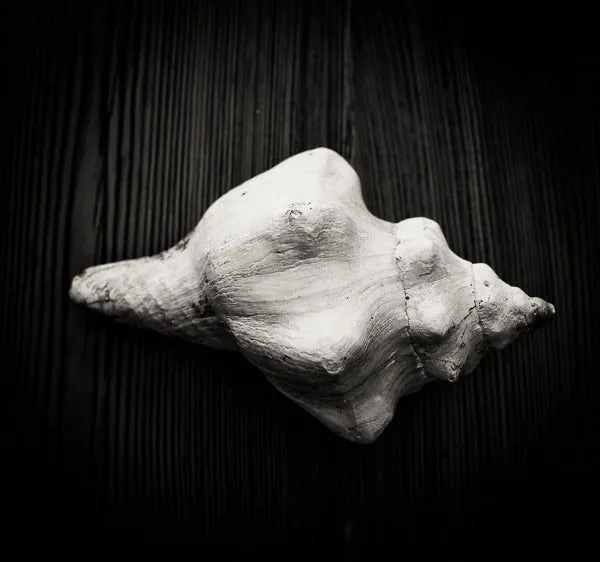 Black soft shell