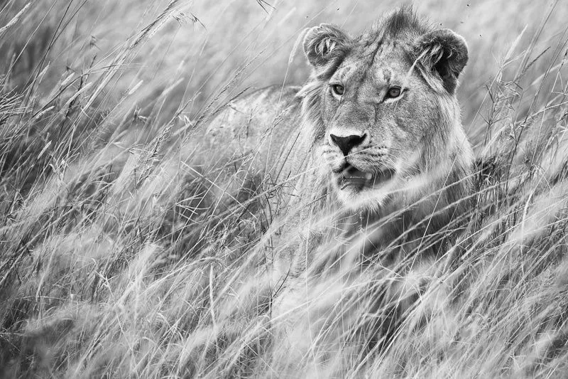 Mara lioness - Image 2