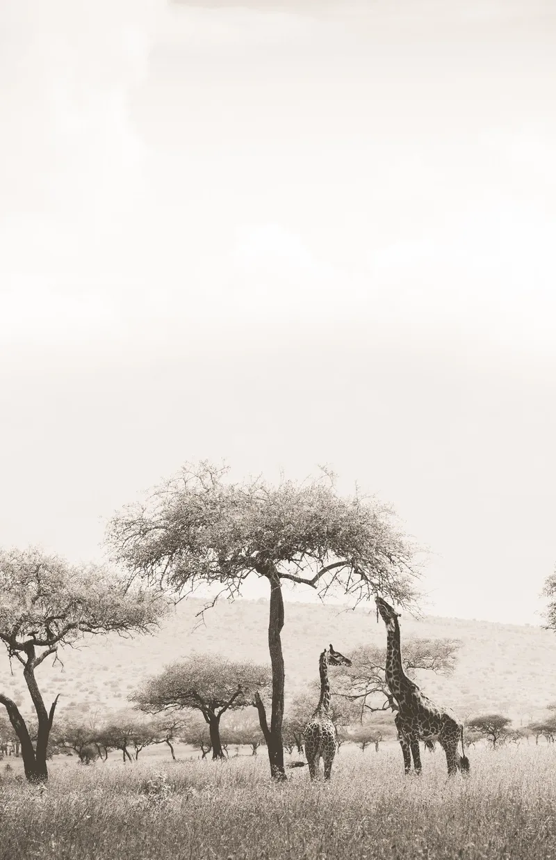 Tall stories - Image 2