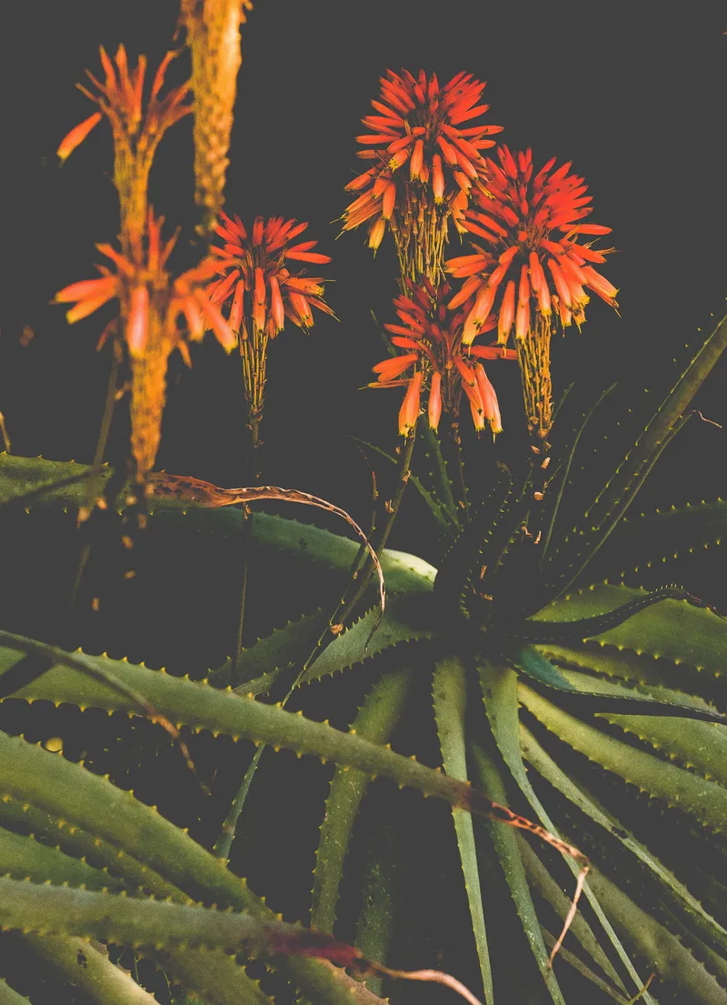 Winter bloom - Image 2