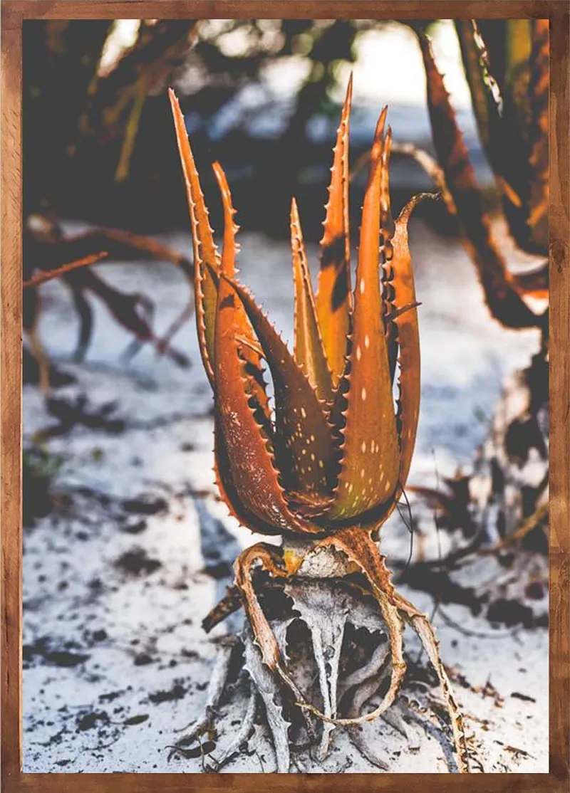 Beach aloes set - Image 2