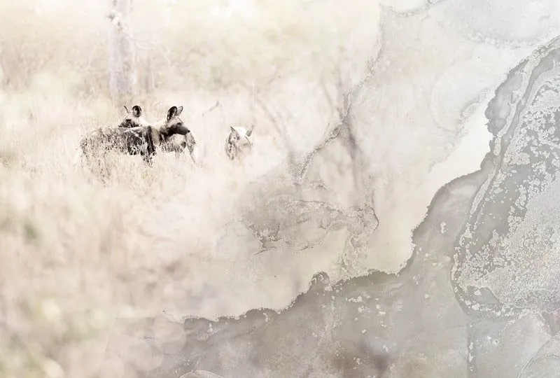 A wild life (limited edition) - Image 2