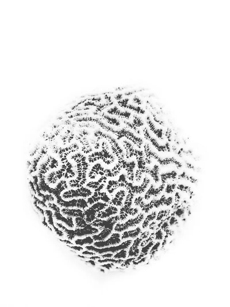 Brain coral - Image 1
