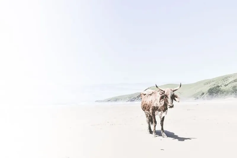 Nomad (limited edition) - Image 2