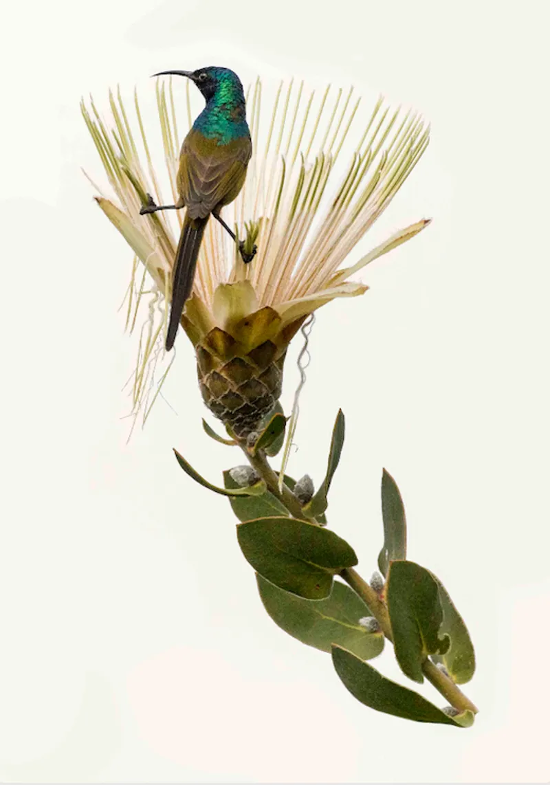 Sunbird - Image 2