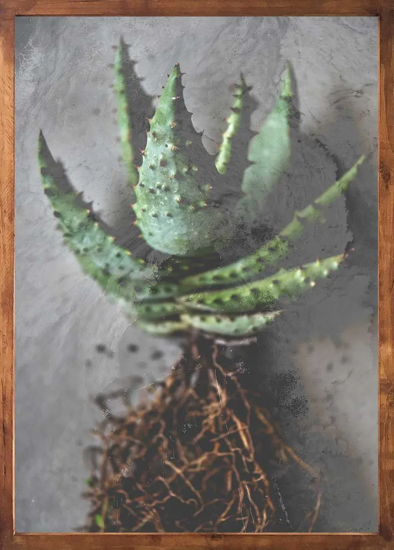 Dark roots set - Image 3