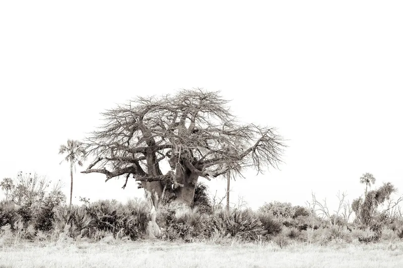 Rooted - Image 2