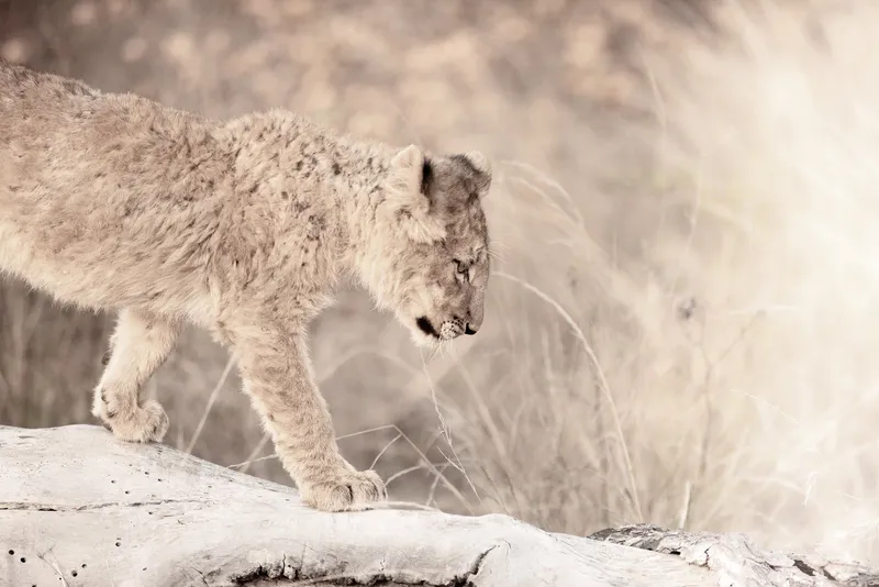 Life steps - Image 2