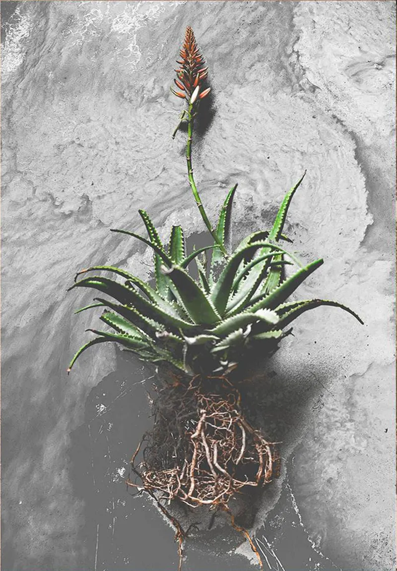 Red Hot Poker - Image 2