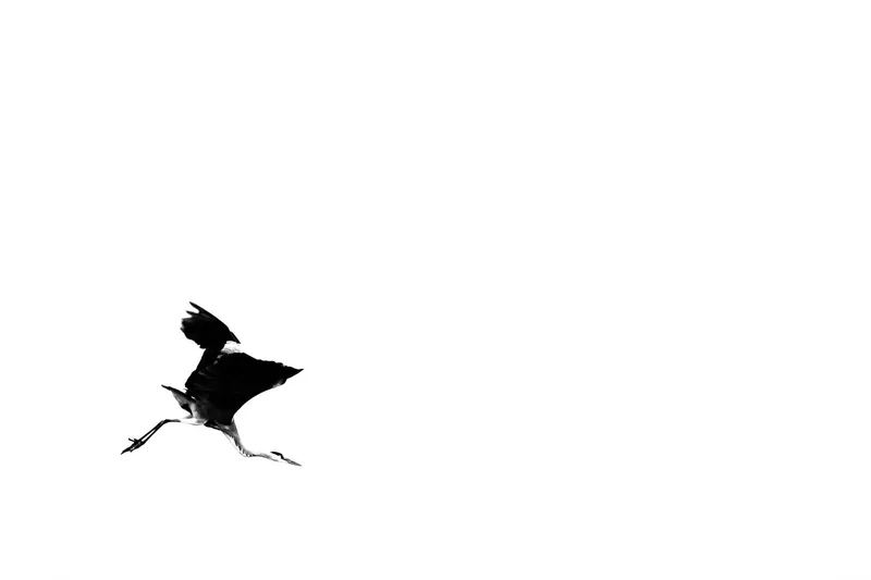 Heron - Image 2