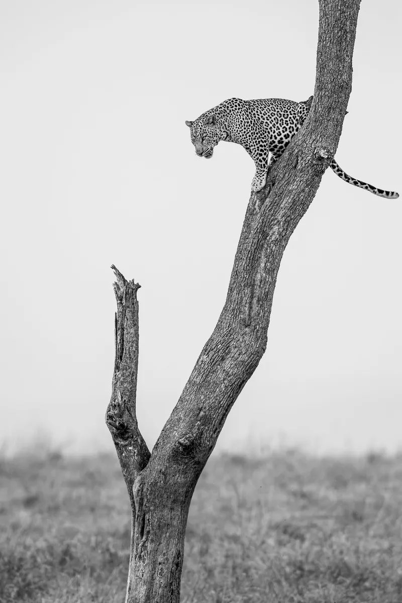 Poise - Image 2