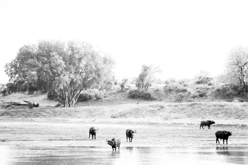 Buffalo Landscape - Image 2