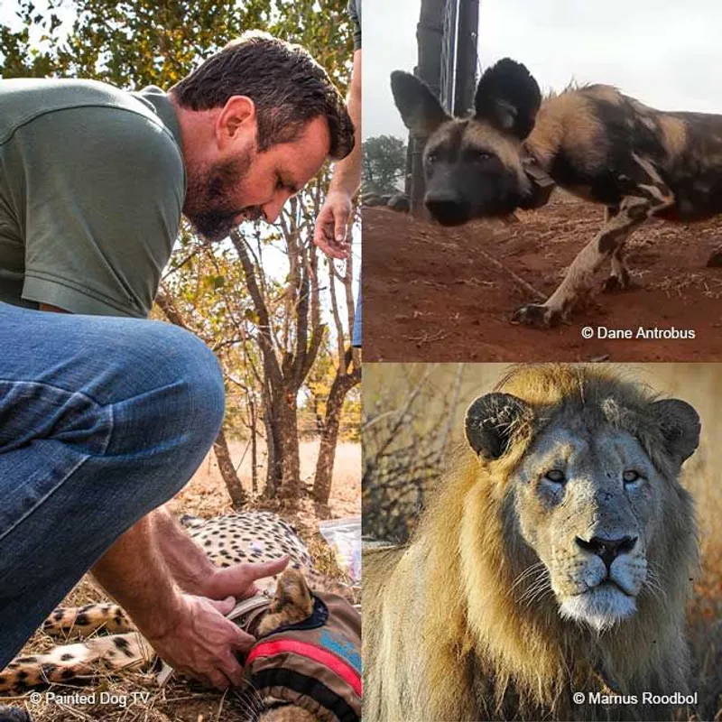 Endangered Wildlife Trust Charity Bracelet - Image 10