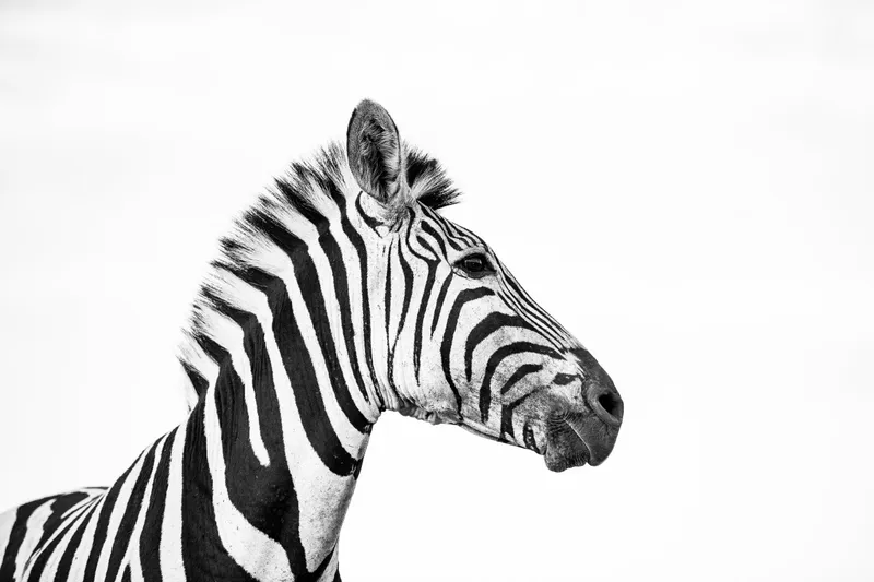 Limitless (limited edition) - Image 2