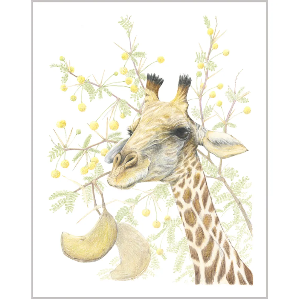 Giraffe & camelthorn acacia