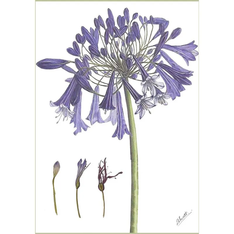 Gift Cards: Agapanthus Buds (Pack of 4) - Image 3
