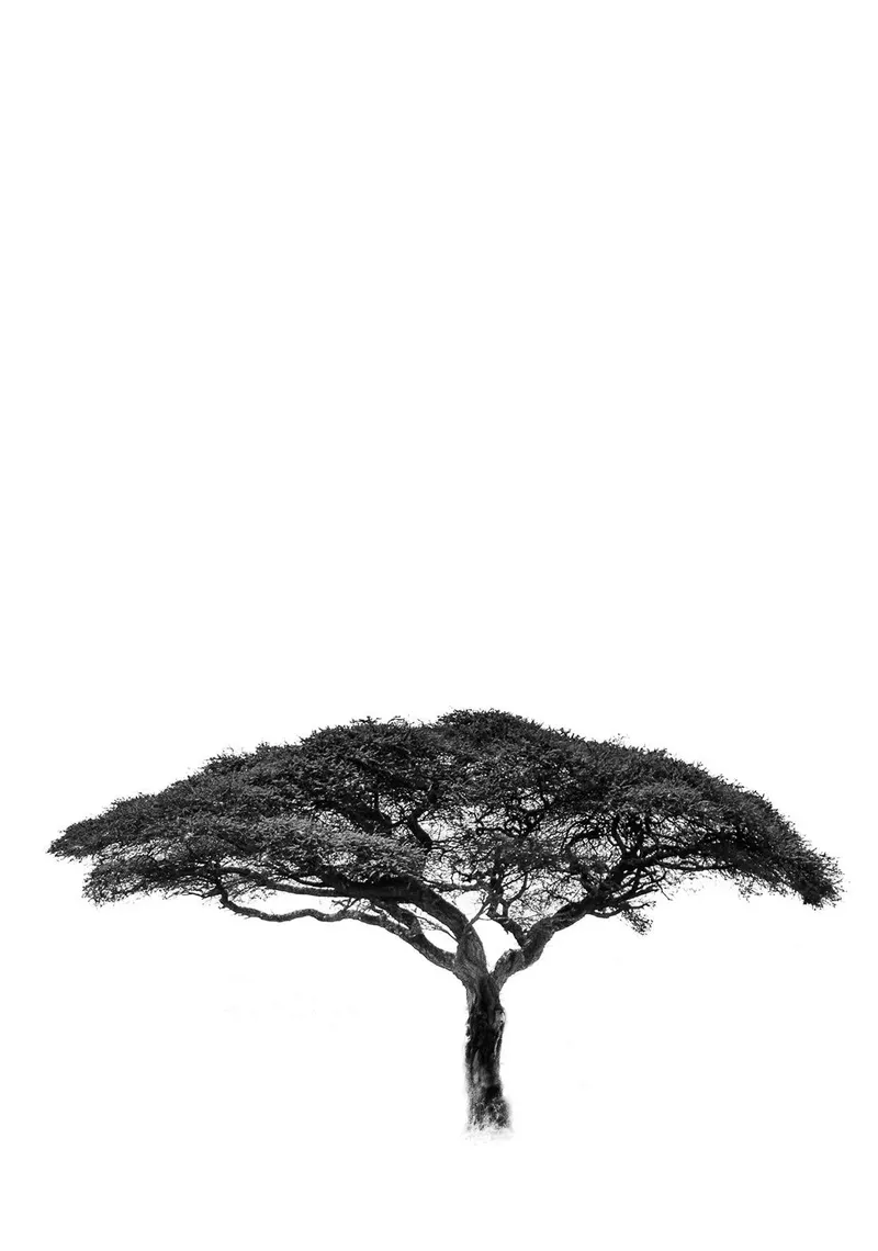 Acacia - Image 2