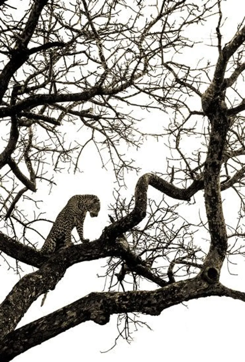 Wake-up Call - Image 2