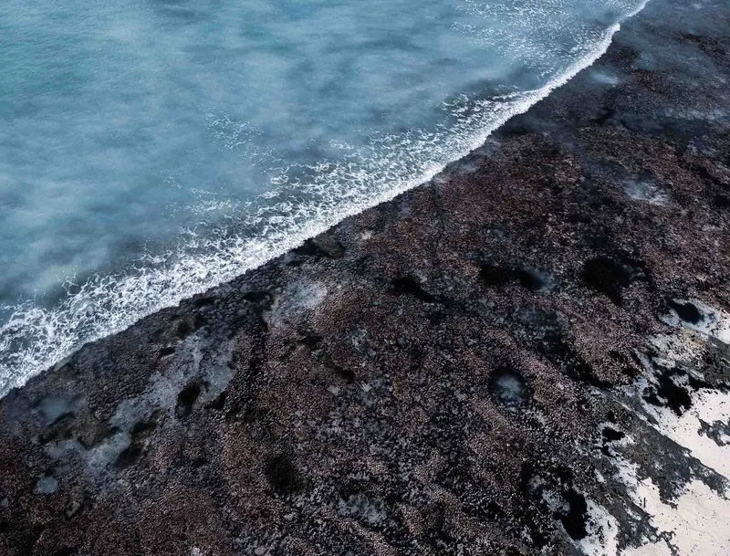 Blue Reef - Image 2