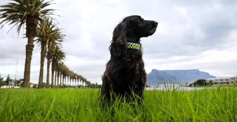 Passion SNOOT - Image 1