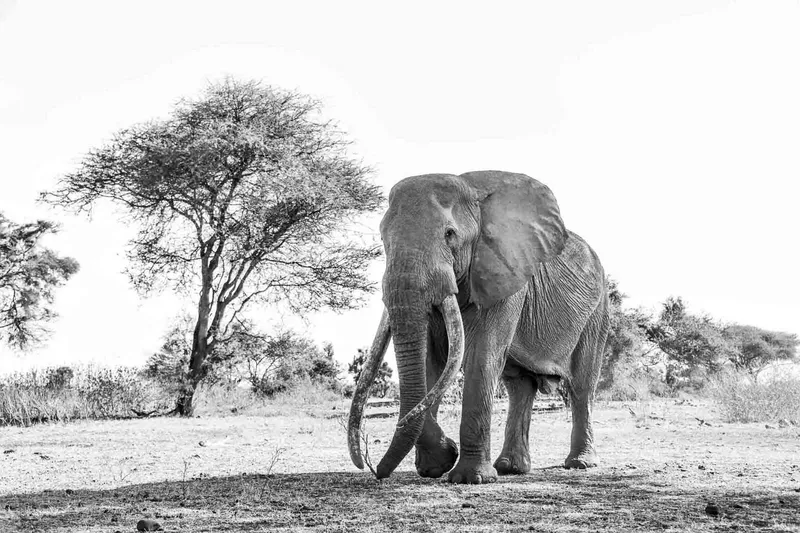 Tumba kubwa - Image 2