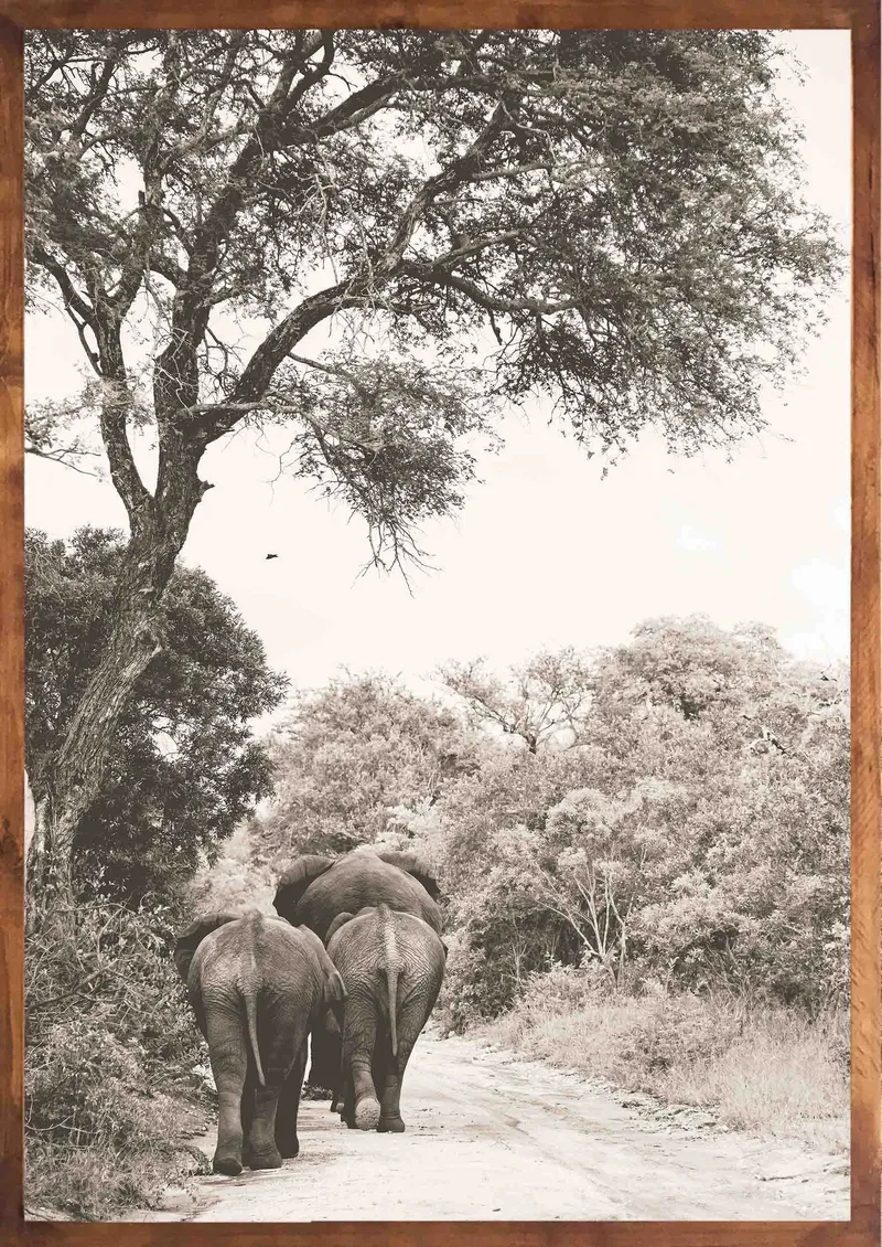 Into the wild set - Image 3