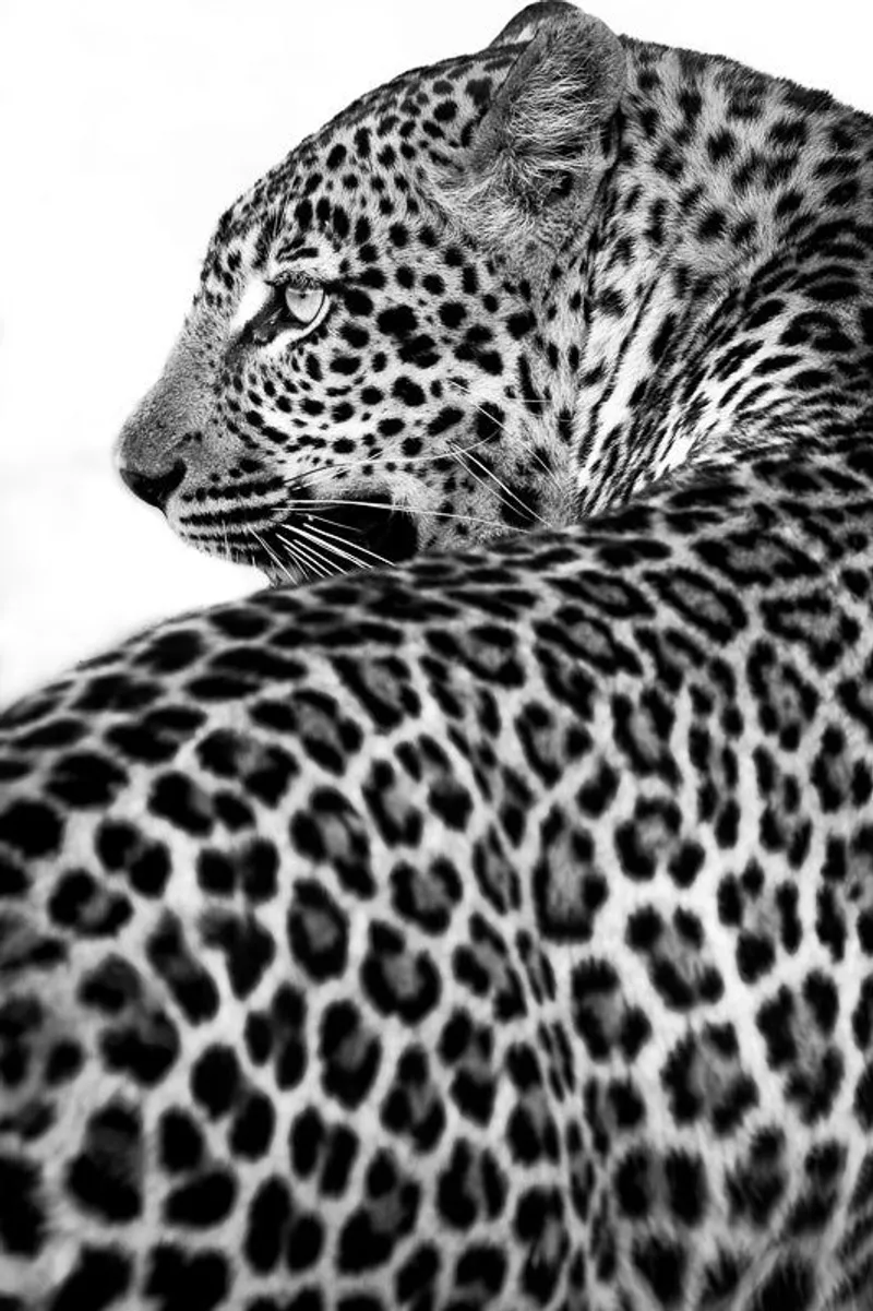 Staredown - Image 2