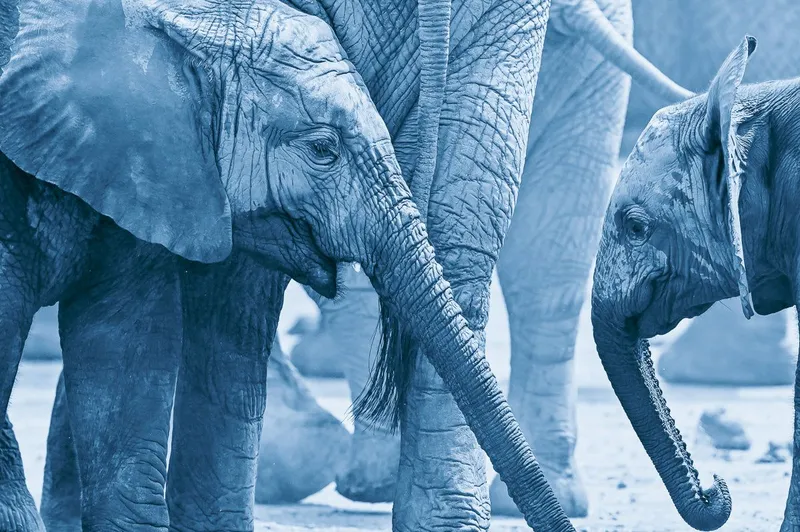 Gentle sway - Image 2