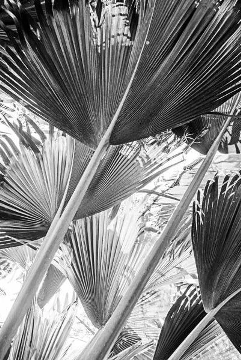 Praslin (limited edition) - Image 2