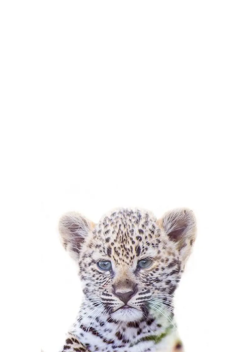 Safari babies | Leo - Image 1
