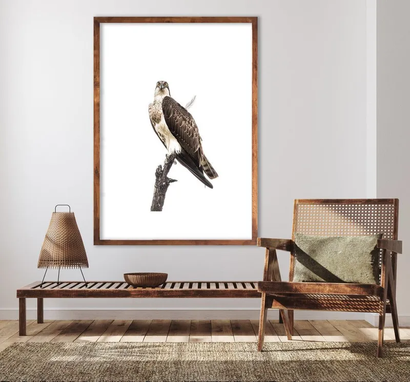 Osprey - Image 1