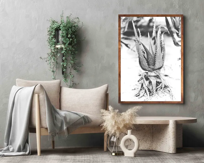 Beach agave - Image 1