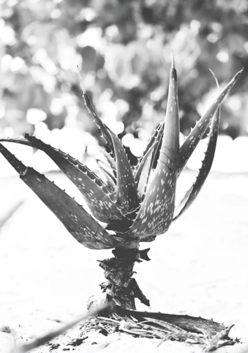 Beach aloe - Image 2