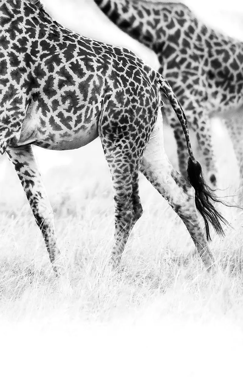 Walking Giraffes - Image 2