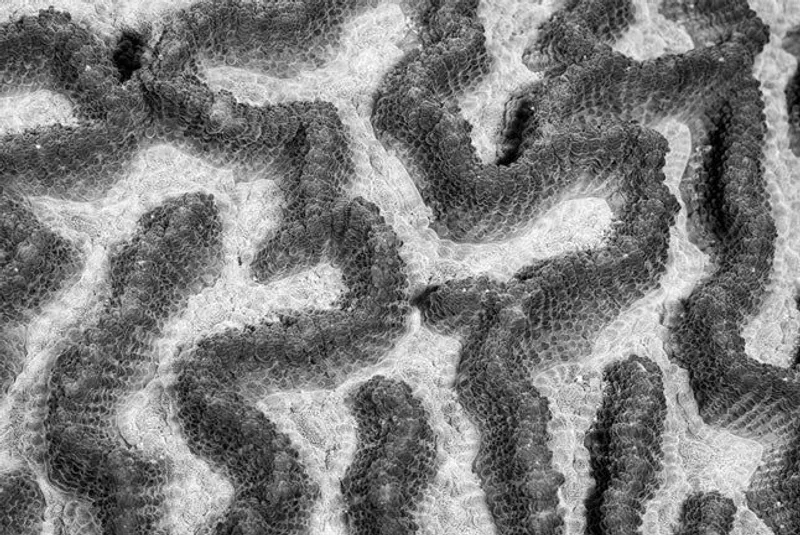 African Coral Symphony - Image 2