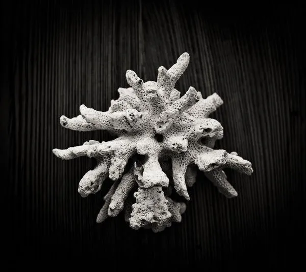 Black coral reef