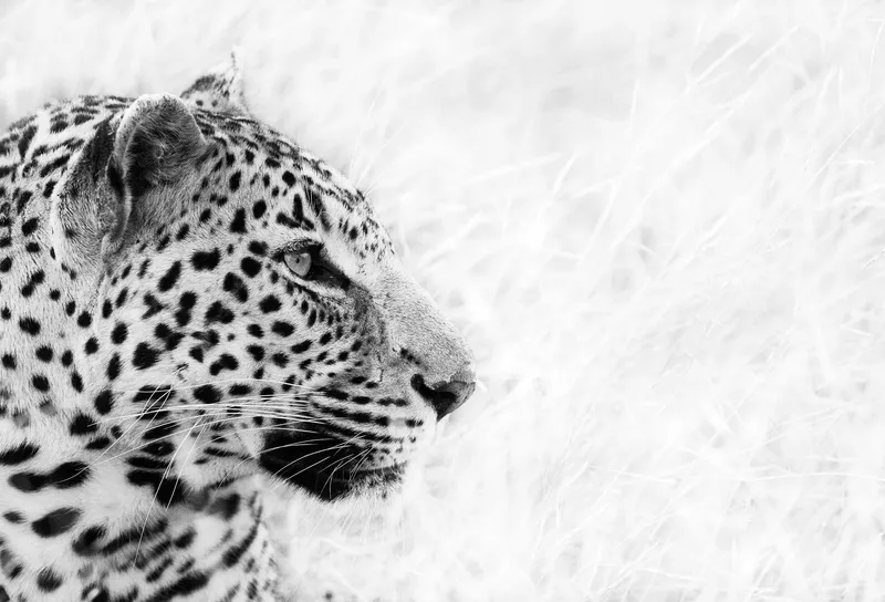 Forward Thought - Image 2