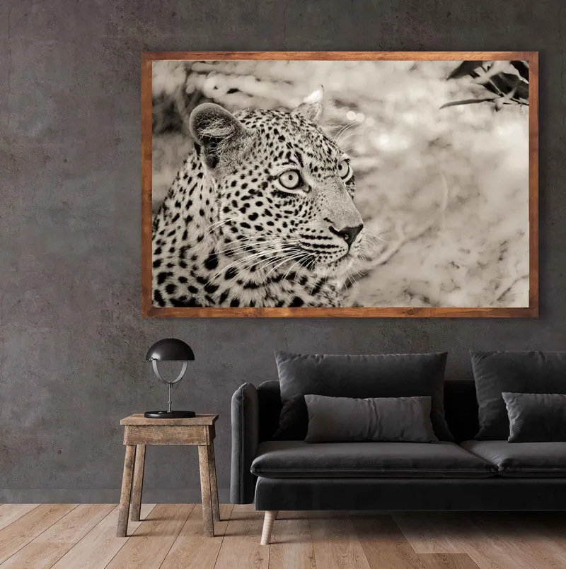 Leopard stare - Image 1