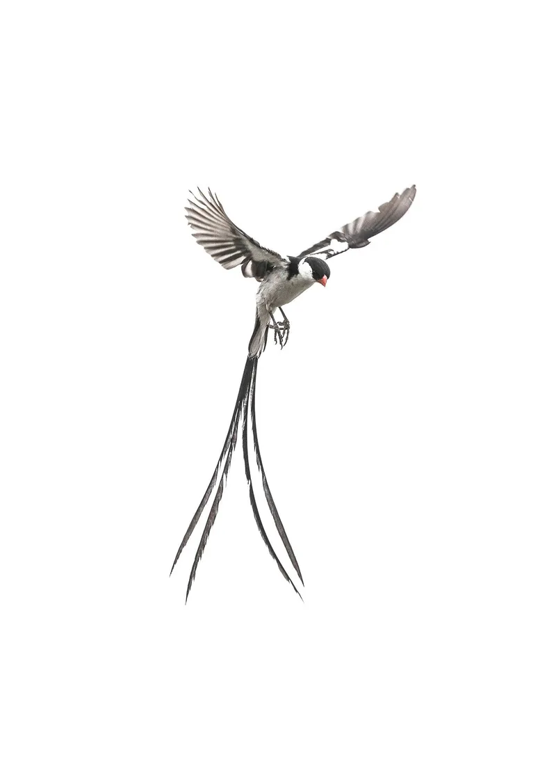 Whydah - Image 2