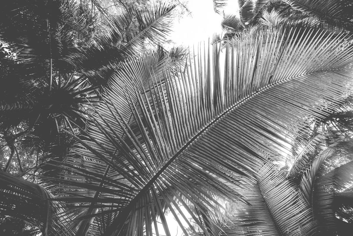 Hidden gems Canvas sale - Paradise palm 106x113cm