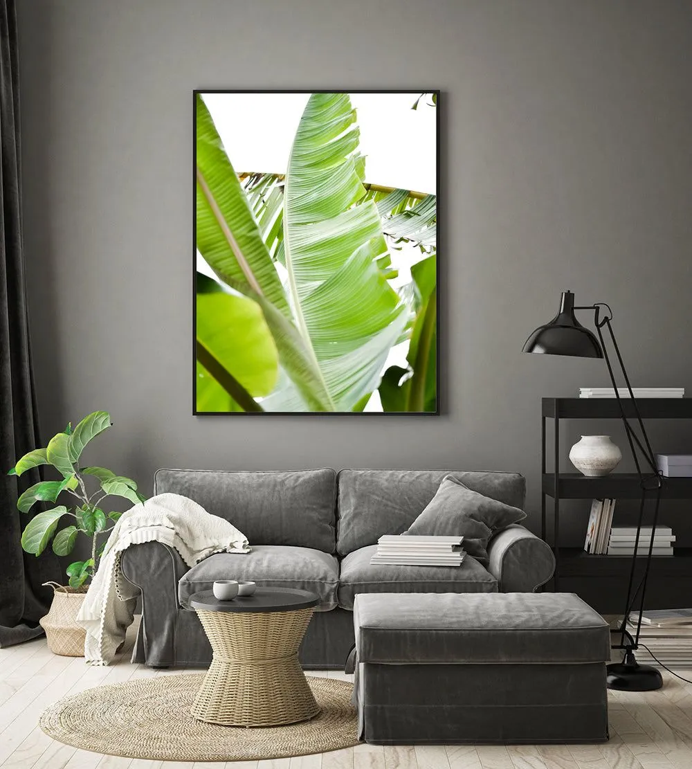 Banana leaf 4