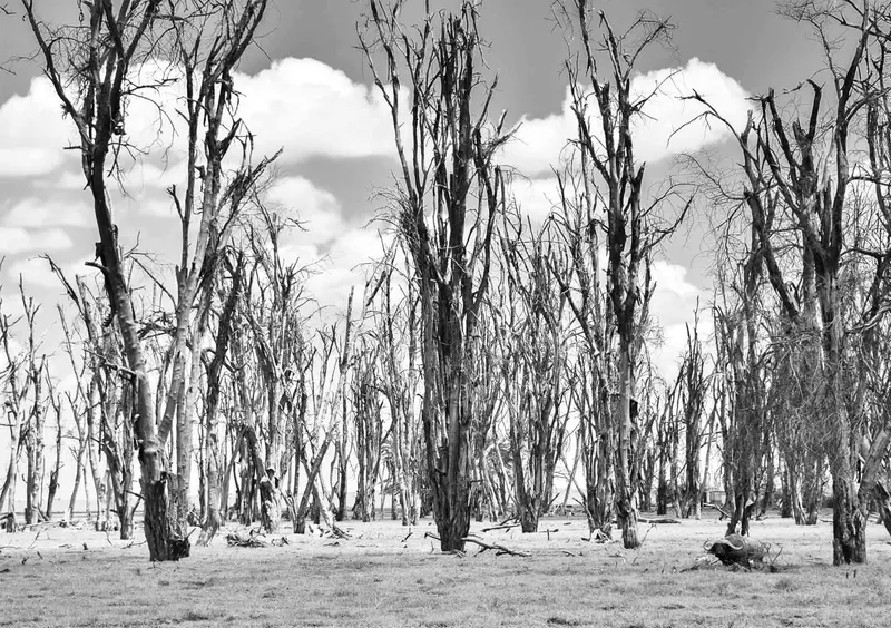 Treescape - Image 2