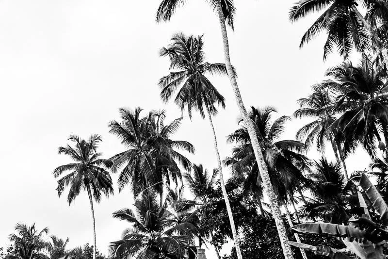 Tropic mind - Image 2