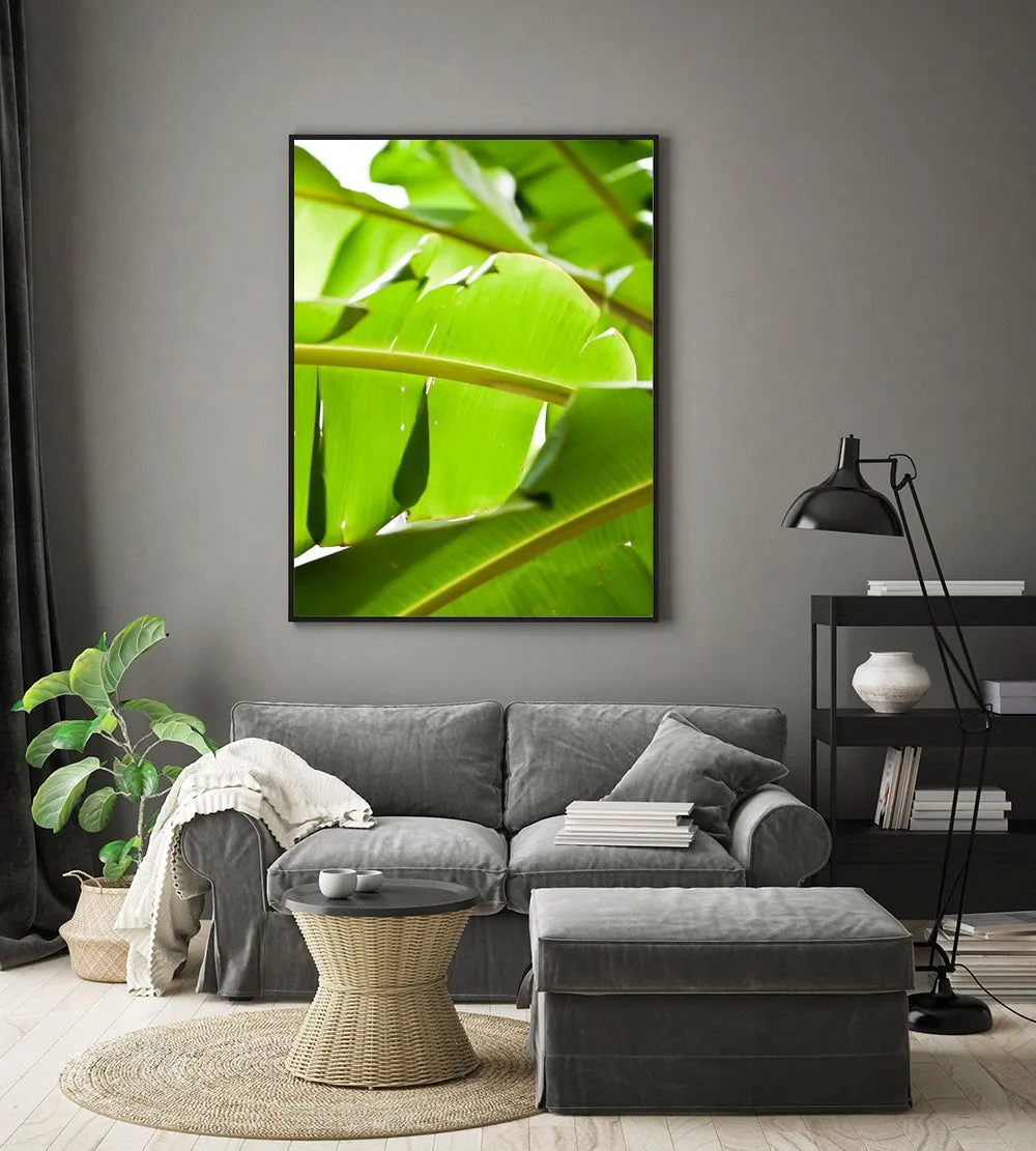 Banana leaf 2