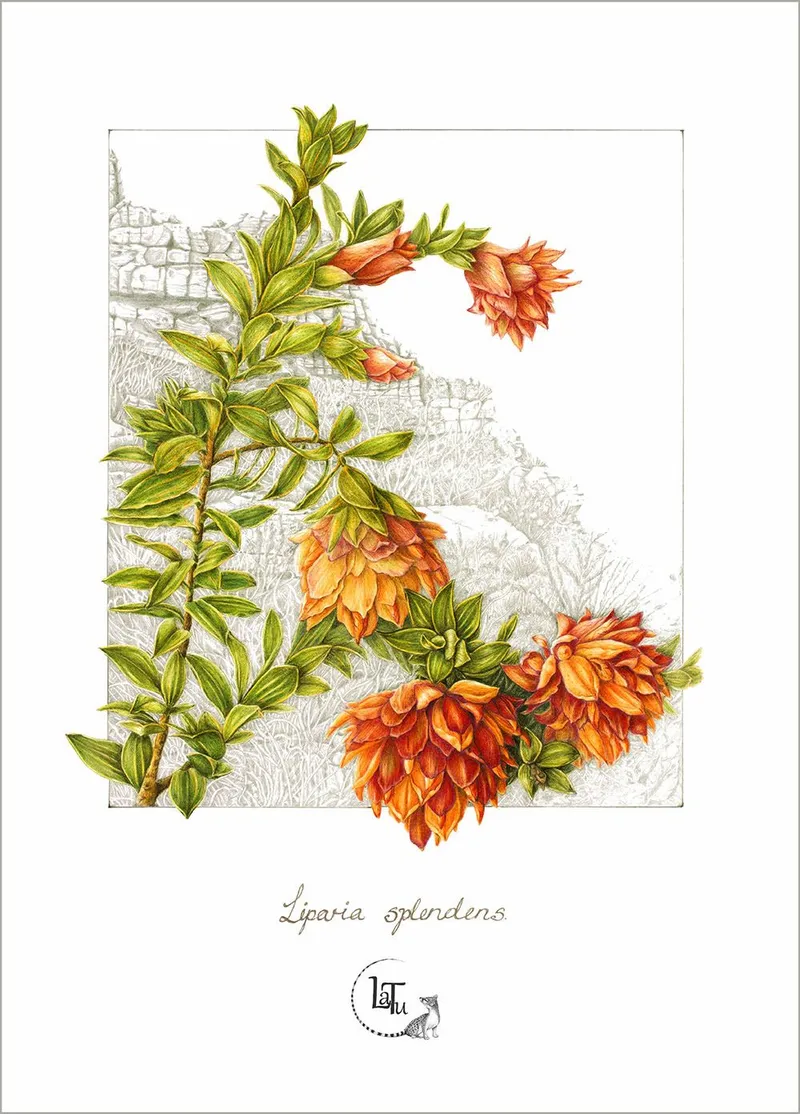 Tea Towels - Mountain Dahlia - Image 1