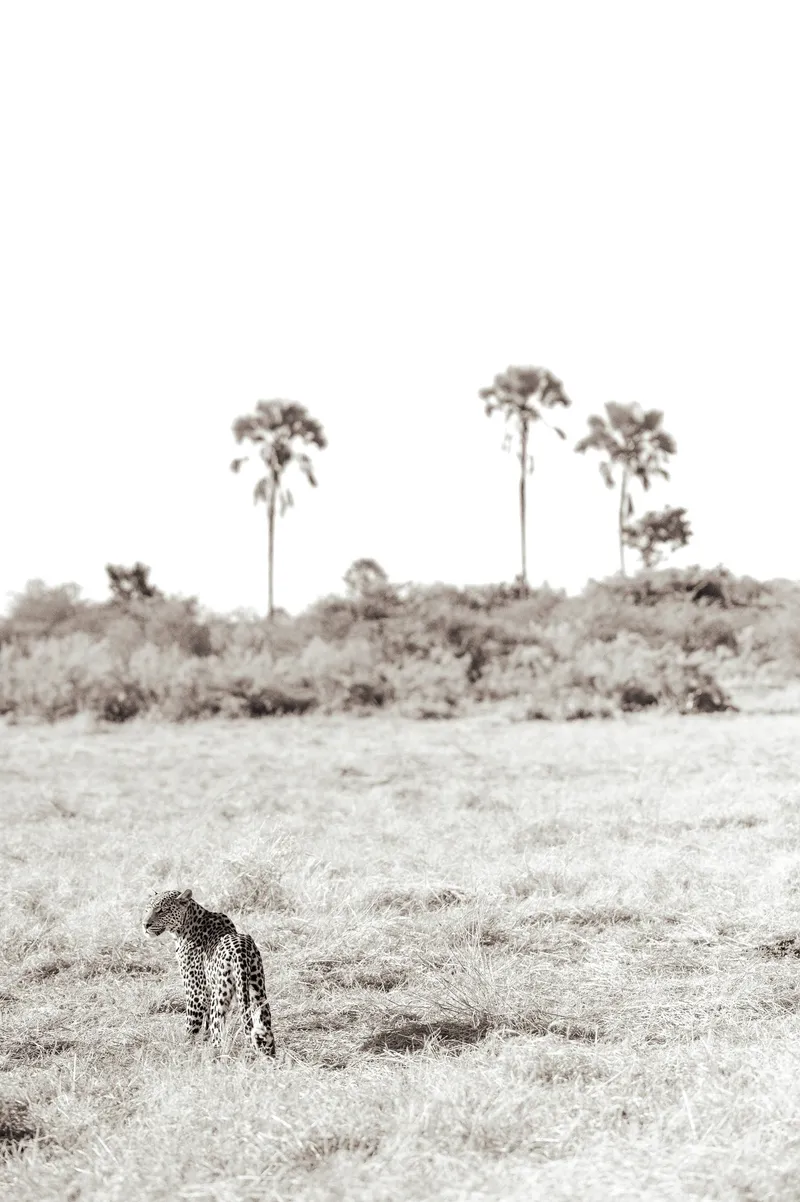 The palm leopard - Image 2