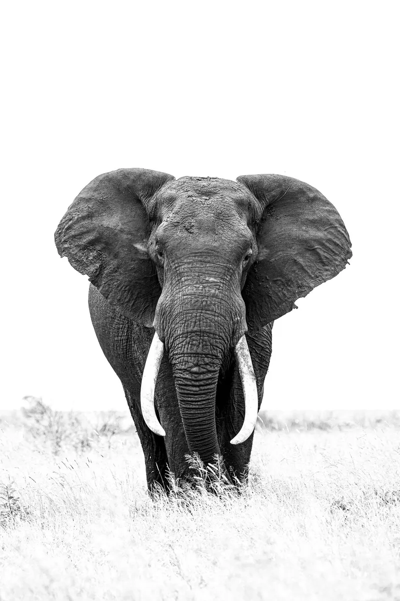 Power and Tusker Set - Image 2