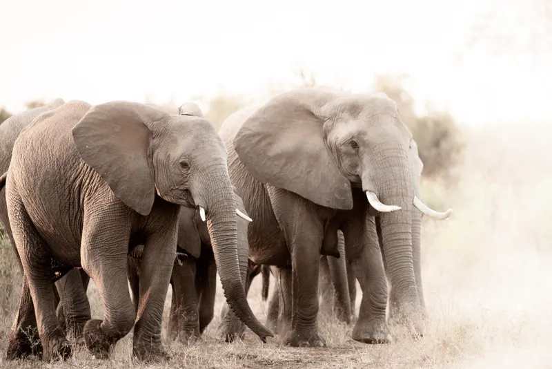 Sunset march - Image 2