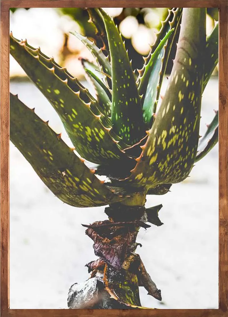 Beach aloes set - Image 3